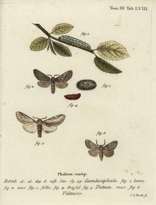 Osmička, vlaštovka výrazná a můra Drymonia velitaris. od Johann Carl Bock