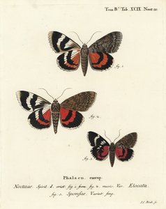 Francouzské červené spodní křídlo, Catocala elocata 1,2 a tmavě karmínová odrůda podkřídla Catocala sponsa 3. Ručně kolorovaná mědirytina Johanna Carla Bocka podle Eugenia Johanna Christopha Espera Motýli v ilustracích podle přírody, Erlangen od Johann Carl Bock