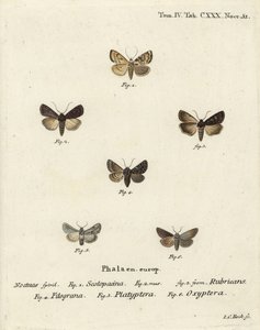 Zahradní šíp, Euxoa nigricans 1-3, Hadena filograna 4, brokát antirrhinum, Calophasia platyptera 5, Simyra nervosa 6. Ručně kolorovaná mědirytina od Johanna Carla Bocka podle Eugenia Johanna Christopha Espera Motýli v ilustracích po r. od Johann Carl Bock