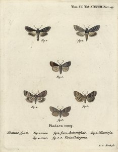 Žralok zelený stříbřitý, Cucullia argentea 1,2, podzimní rustikální, Eugnorisma glareosa 4, osmdesátník, Tethea ocularis 4-6. Ručně kolorovaná mědirytina od Johanna Carla Bocka podle Eugenia Johanna Christopha Espera Die Schmetterlinge in Abbildun od Johann Carl Bock