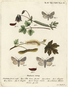 Šedá chi, Antitype chi 1 a můra platanů, Acronicta aceris 2-7. Ručně kolorovaná mědirytina od Johanna Carla Bocka podle knihy Eugenia Johanna Christopha Espera The Butterflies in Pictures from Nature, Erlangen od Johann Carl Bock