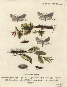 Šedá dýka, Acronicta psi 1-4, a tmavá dýka, Acronicta tridens 5-8. Ručně kolorovaná mědirytina od Johanna Carla Bocka podle Eugenia Johanna Christopha Espera Motýli v ilustracích z přírody, Erlangen