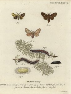 Můra zemní, Malacosoma castrense. od Johann Carl Bock