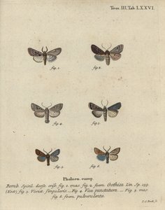 Hebrejský charakter, černoskvrnný kaštan, malý třesouš atd. od Johann Carl Bock