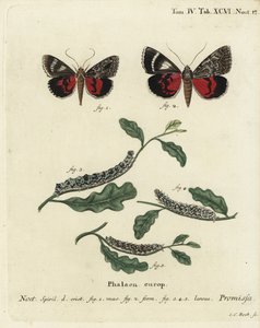 Světle karmínový podkřídlý ​​můra, Catocala promissa. Ručně kolorovaná mědirytina od Johanna Carla Bocka podle Eugenia Johanna Christopha Espera Motýli v ilustracích z přírody, Erlangen od Johann Carl Bock