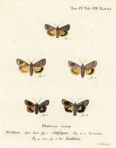 Lunární žluté spodní křídlo, Noctua orbona 1, a menší široce ohraničené žluté spodní křídlo nebo Langmaidovo žluté spodní křídlo, Noctua janthina 2-5. Ručně kolorovaná mědirytina od Johanna Carla Bocka podle Eugenia Johanna Christopha Espera Die Schmetterl od Johann Carl Bock