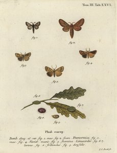 Můra a věneček Malacosoma franconicum, Apoda limacodes. od Johann Carl Bock