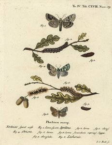 Merveille du jour, Dichonia aprilina 1-4, vzácný merveille du jour, Moma alpium 5-7, a mramorovaná zelená, Cryphia muralis 8. Ručně kolorovaná mědirytina od Johanna Carla Bocka podle Eugenia Johanna Christopha Espera Motýli v ilustracích od Johann Carl Bock
