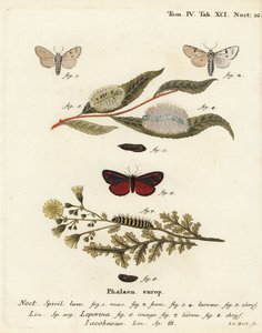 Můra mlynářka, Acronicta leporina 1-5 a můra rumělka, Tyria jacobaeae 6-8. Ručně kolorovaná mědirytina od Johanna Carla Bocka podle Eugenia Johanna Christopha Espera Motýli v ilustracích z přírody, Erlangen