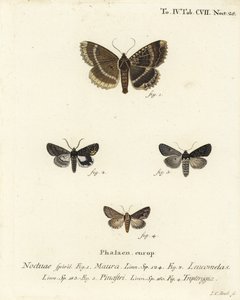 Stará dáma nebo černý podkřídlo, Mormo maura 1, alchymista východní, Aedia leucomelas 2, a Dypterygia scabriuscula 3,4. Ručně kolorovaná mědirytina od Johanna Carla Bocka podle Eugenia Johanna Christopha Espera Motýli v ilustracích podle Na od Johann Carl Bock
