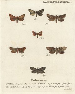 Pharmacis carna 2-4, oranžová swift, Triodia sylvina 5,6, a zlatá, Phymatopus hecta 7. Ručně kolorovaná mědirytina od Johanna Carla Bocka podle Eugenia Johanna Christopha Espera Motýli v ilustracích z přírody, Erlangen od Johann Carl Bock