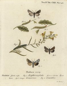 Kaštan červenohlavý, Conistra erythrocephala 1-4, ropucha brokát, Calophasia lunula 5 a šedý ramenní uzel, Lithophane ornitopus 6. Ručně kolorovaná mědirytina od Johanna Carla Bocka podle Eugenia Johanna Christopha Espera Die Schmetterlinge in Abb od Johann Carl Bock
