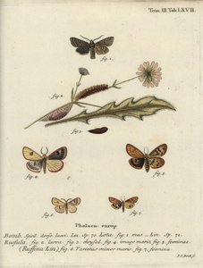 Red-line quaker, clouded buff and flounced chestnut. od Johann Carl Bock