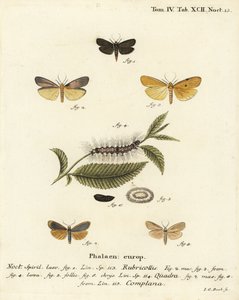 Šlápota červená, Atolmis rubricollis 1,, šlápota čtyřpásá, Lithosia quadra 2-6, a šlápota buffa, Katha depressa 7,9. Ručně kolorovaná mědirytina od Johanna Carla Bocka podle knihy Eugenia Johanna Christopha Espera Die Schmetterlinge in Abbildungen na