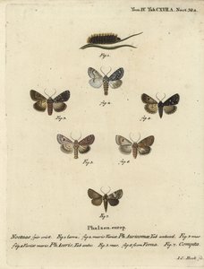 Vzácná dýka, Acronicta auricoma 1-3, platan, Acronicta aceris, muškátový oříšek 4,5, Hadula trifolii 6 a pestrý coronet, Hadena compta 7. Ručně kolorovaná mědirytina od Johanna Carla Bocka podle Eugenia Johanna Christopha Esper’s Die Schmetter od Johann Carl Bock