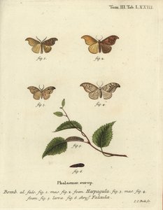 Vzácná špička háčku a oblázková špička. od Johann Carl Bock
