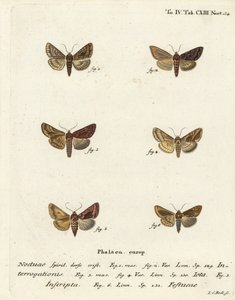 Vzácné stříbro Y, Syngrapha interrogationis 1,2, hladké zlaté Y, Autographa jota 3-5, zlatá skvrna, Plusia festucae 6. Ručně kolorovaná mědirytina od Johanna Carla Bocka podle Eugenia Johanna Christopha Espera Motýli v ilustracích po nat. od Johann Carl Bock