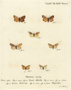 Zavíječ setina aurita 1,2, zavíječ rosný, zavíječ Setina irrorella 3-5 a zavíječ Setina roscida 6,7. Ručně kolorovaná mědirytina od Johanna Carla Bocka podle knihy Eugenia Johanna Christopha Espera The Butterflies in Pictures from Nature, Erlangen od Johann Carl Bock