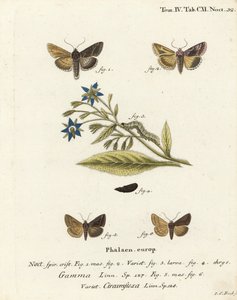 Stříbrný Y můra, Autographa gamma 1-4 a Essex Y můra, Cornutiplusia circumflexa 5,6. Ručně kolorovaná mědirytina od Johanna Carla Bocka podle Eugenia Johanna Christopha Espera Motýli v ilustracích z přírody, Erlangen od Johann Carl Bock