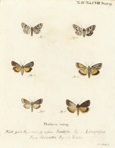 Jetel skvrnitý, Schinia scutosa 1,2, Epilecta linogrisea 3, Guernsey podkřídlí, Polyphaenis sericata 4, a sláma sláma, Thalpophila matura 5,6. Ručně kolorovaná mědirytina od Johanna Carla Bocka podle knihy Eugenius Johann Christoph Esper