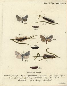 Můra vichřice, Acronicta euphorbiae 1-5, vzácná dýka, Acronicta auricoma 6, a zavíječ, Acronicta rumicis 7-9. Ručně kolorovaná mědirytina od Johanna Carla Bocka podle Eugenia Johanna Christopha Espera Die Schmetterlinge in Abbildungen nac od Johann Carl Bock