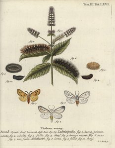 Hranostaj bílý, Spilosoma lubricipeda.
