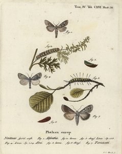 Můra pelyňková, Cucullia absinthii 1-3, můra olšová, Acronicta alni 4-6 a Cucullia tanaceti 7. Ručně kolorovaná mědirytina Johanna Carla Bocka podle Eugenia Johanna Christopha Espera Motýli v ilustracích podle přírody, Erlangen od Johann Carl Bock
