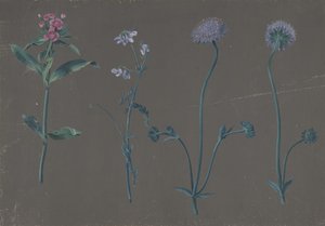 Studie o třech květinách, 1781. od Johann Christian August Birnbaum