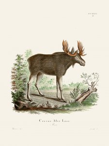 Moose od Johanna Christiana Daniela von Schrebera. od Johann Christian Daniel Von Schreber