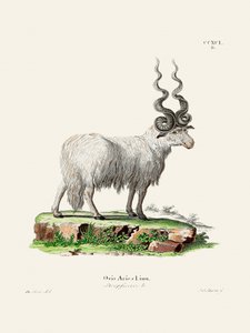 Ovis Aries od Johanna Andrease Wagenera a Johanna Christiana Daniela von Schrebera. od Johann Christian Daniel Von Schreber