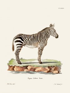 Zebra z knihy „Savci“ (1778–1855) od Johanna Christiana Daniela von Schrebera. od Johann Christian Daniel Von Schreber
