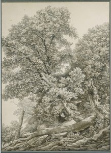 Velká studie stromu od Johann Christian Reinhart