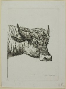 Hlava buvola z Die Zweite Thiernahme od Johann Christian Reinhart