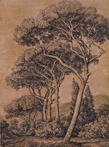 J C Reinhart Deštníkové borovice 1791 od Johann Christian Reinhart