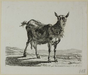 Stojící koza, od Die Zweite Thiernahme od Johann Christian Reinhart