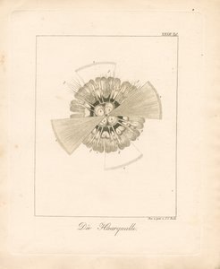  od Johann Christoph Bock