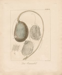  od Johann Christoph Bock