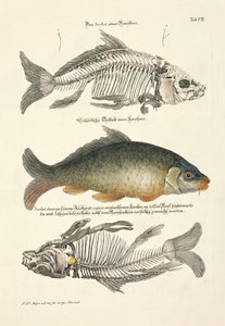  od Johann Daniel Meyer