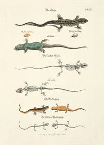  od Johann Daniel Meyer