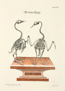  od Johann Daniel Meyer