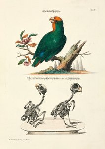  od Johann Daniel Meyer