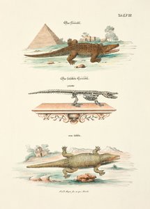  od Johann Daniel Meyer