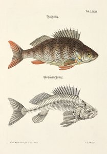  od Johann Daniel Meyer