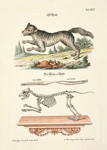  od Johann Daniel Meyer