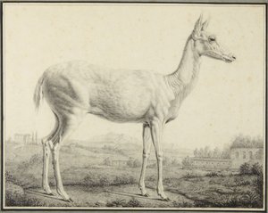  od Johann Elias Ridinger