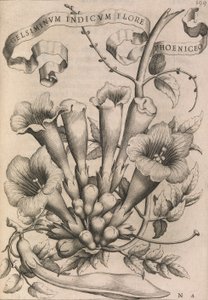 Gelsiminum indicum phoeniceum květ, 1633 od Johann Friedrich Greuter