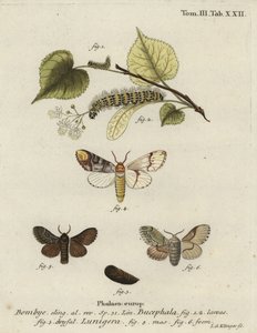 Můra buff-tip, Phalera bucephala a Cosmotriche lobulina.