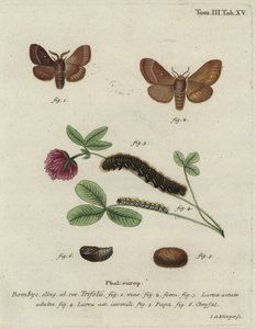 Vajíčka trávy, Lasiocampa trifolii. od Johann Georg Klinger