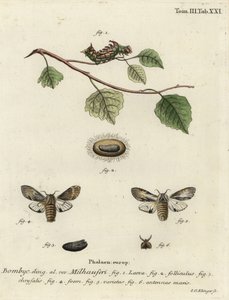 Tawny prominentní můra, Harpyia milhauseri. od Johann Georg Klinger