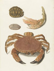 Krab, krabí nůžky a dvě želví krunýře od Johann Gustav Hoch